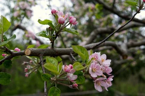Macrophotography of an apple tree in spring bloom Stock Photos