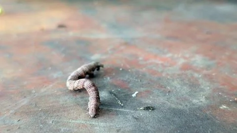 Macrophotography of a caterpillar from the front Stock Photos