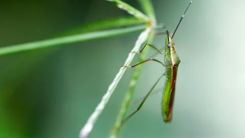 Macrophotography of a small bug on a leaf Stock Photos