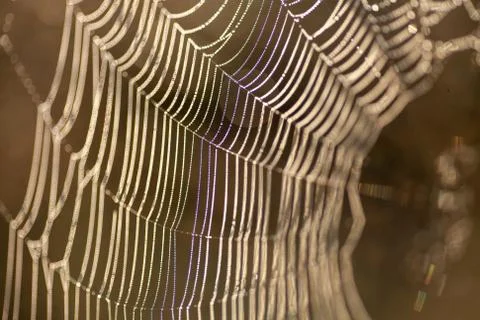 Macrophotography of a spider web with dew drops 스톡 사진