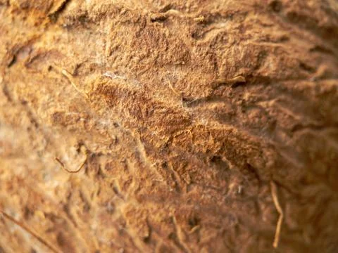 Macrophotography texture of coconut fruit. Stock Photos