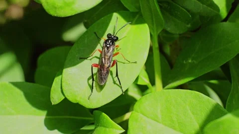 Macrophya, sawfly insect on a leaf macro slow motion Stock Footage 296098308