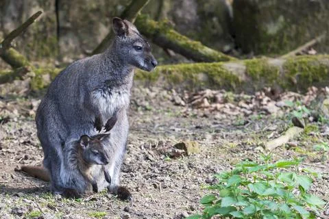 Macropodidae - The kangaroo has a small kangaroo Stock Photos