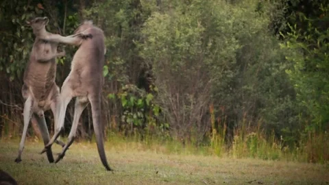 Macropus giganteus - Two Eastern Grey Kangaroos fighting with each other in Tasm Stock Footage 233742470