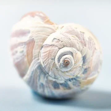 MacroShell 01 Stock Photos