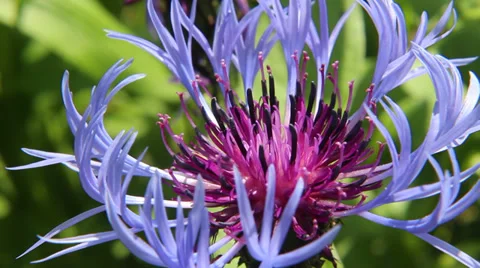 Macroshot of beautiful flower Stock-Footage 38704554