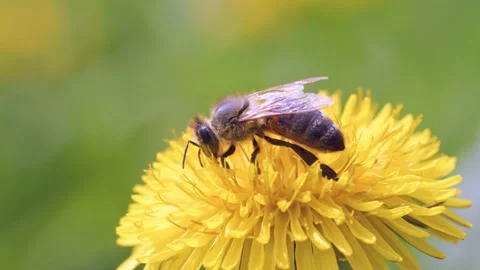 Macroshot of bee collecting nectar from dandelion Stock Footage 230041086