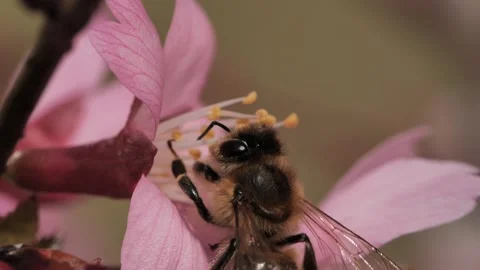 Macroshot of bee on pink flower Stock Footage 136233752