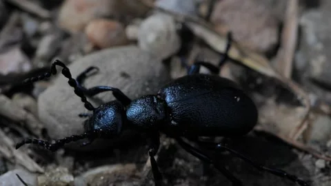 Macroshot of bug 1 Stock Footage 136233585