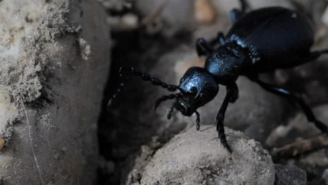 Macroshot of bug 2 Stock Footage 136233691