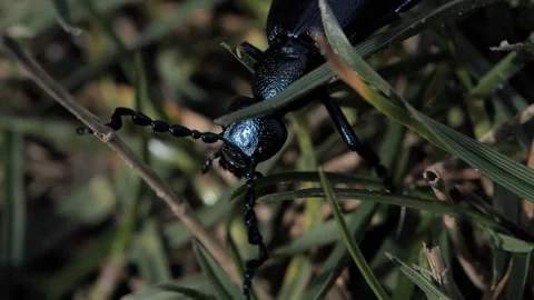 Macroshot of bug 3 Stock Footage 136233996