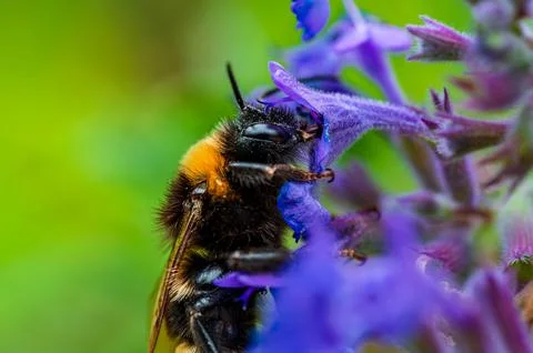 Macroshot Bumblebee at work harvesting nectar on violet flower 写真素材