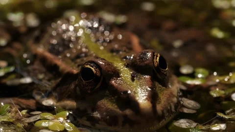 Macroshot of frog eyes Stock Footage 136291885