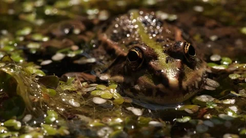 Macroshot of frog in swamp Stock Footage 136291734