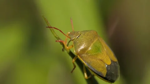 Macroshot of green Bug on grass blade Stock Footage 136301713