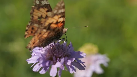 Macroshot of pretty butterfly Stock Footage 136290134