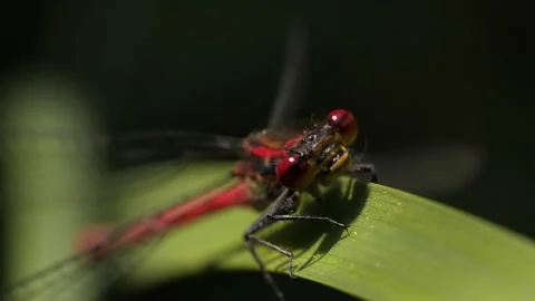 Macroshot of red dragonfly Stock Footage 136291094