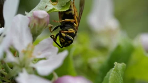 Macroshot of wasp in appletree Stock Footage 136234935