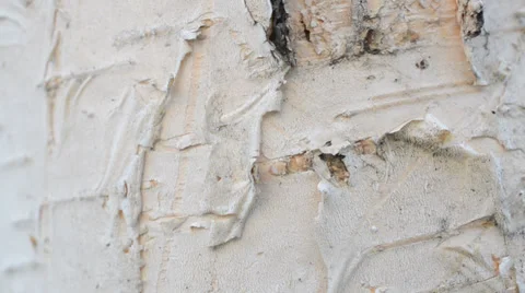 A Macrosurvey of bark of tree is a birch Stock-Footage 35644841
