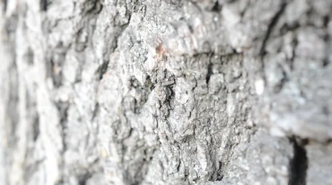Macrosurvey of bark of tree Video stock 35645038