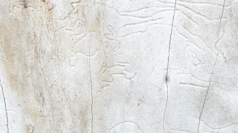 Macrosurvey of bark of tree Video stock 35645095