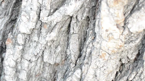 Macrosurvey of bark of tree Stock Footage 35645102