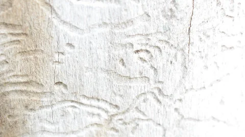 Macrosurvey of bark of tree Stock Footage 35645361