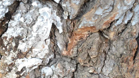 Macrosurvey of bark of tree Stock Footage 35645403