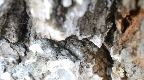 Macrosurvey of bark of tree Stock Footage 35645728