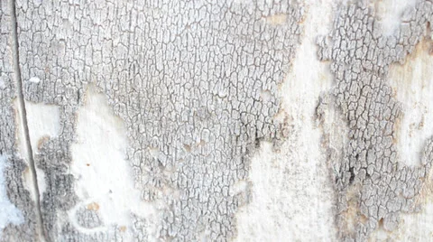 Macrosurvey of bark of tree Stock Footage 35645740