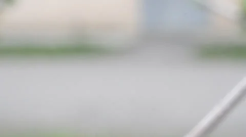 Macrosurvey of foliage Stock Footage 36696204