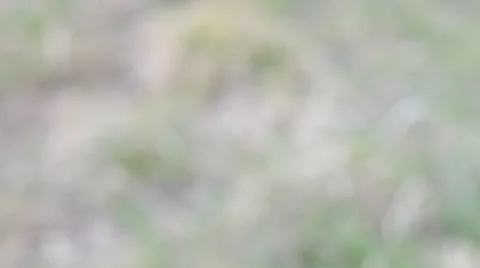 Macrosurvey of foliage Stock Footage 36696292