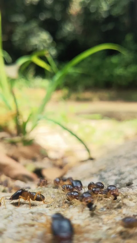 Macrotermes Carbonarius. Stock Footage 276421783
