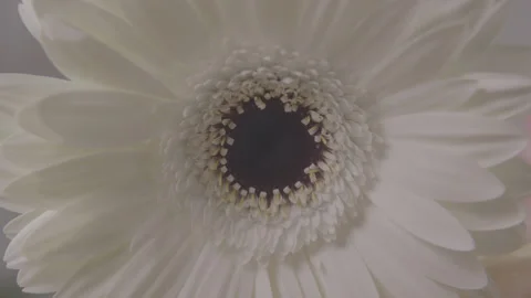 MacroWhiteFlower Stock Footage 145084159