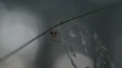 Macrpo plan spider on a blade of grass Stock Footage 69003133