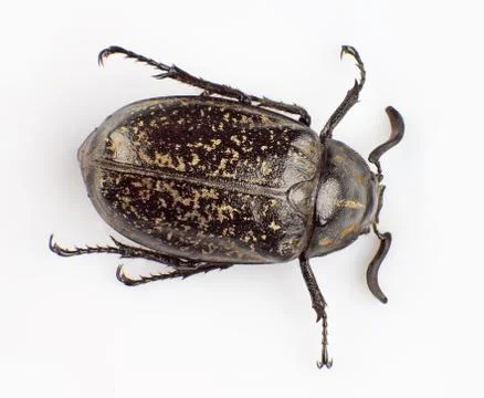 Macular beetle Stock Photos