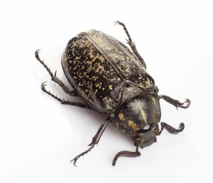 Macular beetle Stock Photos