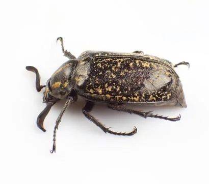 Macular beetle Stock Photos