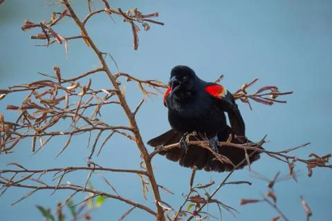 Mad bird in tree Stock Photos