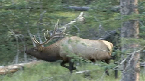 MAD BULL ELK 動画素材 20055231