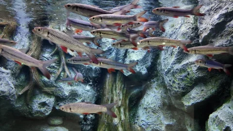 Mad carp fish or leptobarbus hoevenii is swimming in aquarium. Stock-Footage 275597236