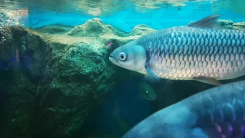 Mad Carp Sultan Fish Stock Footage 148251096