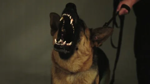 Mad Dog (slow motion 1000 fps) Stock Footage 50116291