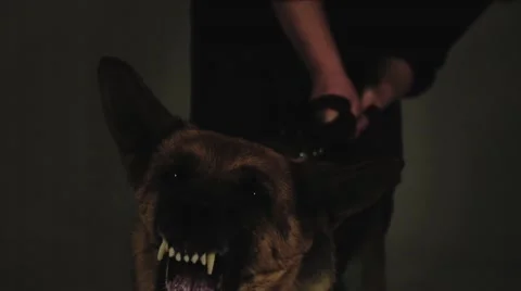 Mad Dog (slow motion 1000 fps) Stock Footage 50116375