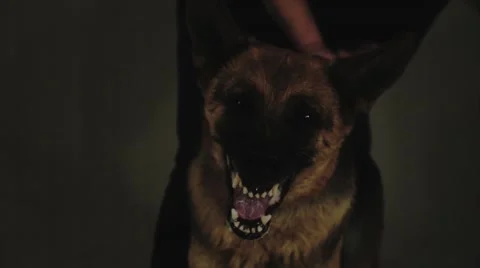 Mad Dog (slow motion 1000 fps) Stock Footage 50116563