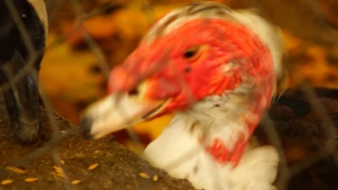 Mad Duck eating Video stock 99095570