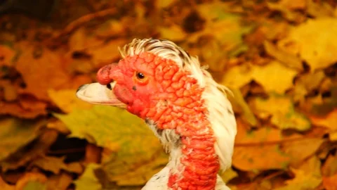 Mad Duck Stock Footage 99095573