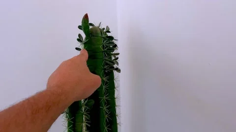 Mad man grabs cactus full of thorns tightly Stock Footage 279397386