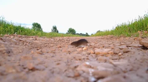 Mad mouse Stock Footage 24695536