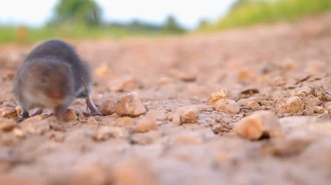 Mad mouse Stock Footage 24695556